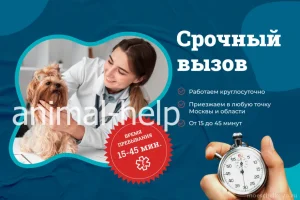 Выездная ветеринарная служба Animal-help фото 2